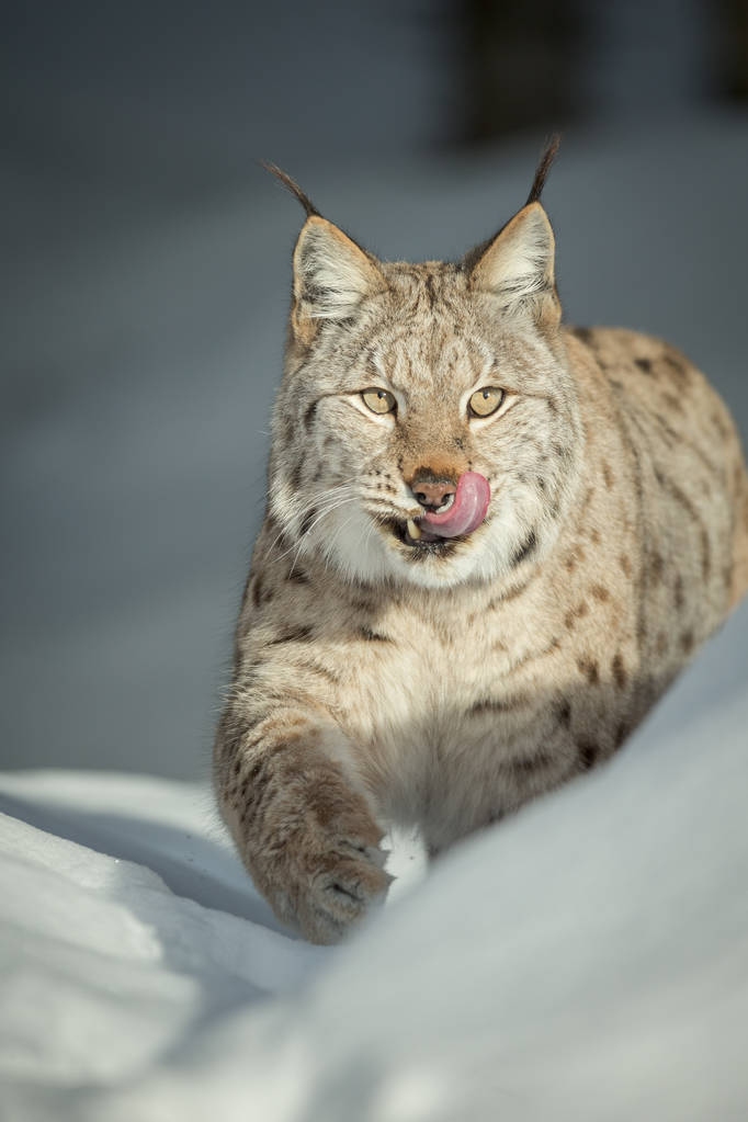猞猁舔嘴唇Lynx Licking its Lips