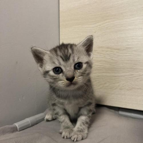 虎斑猫