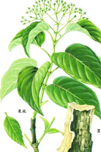 类梧桐