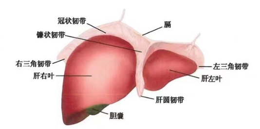 肝脏