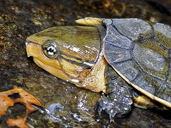 big-headed-turtle_head_UM.jpeg
