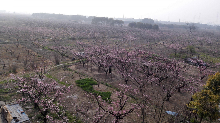 阳山水蜜桃