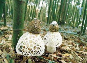 竹荪