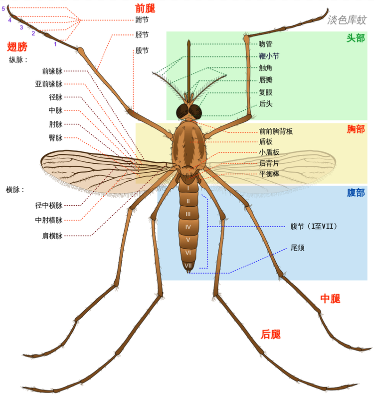 蚊科