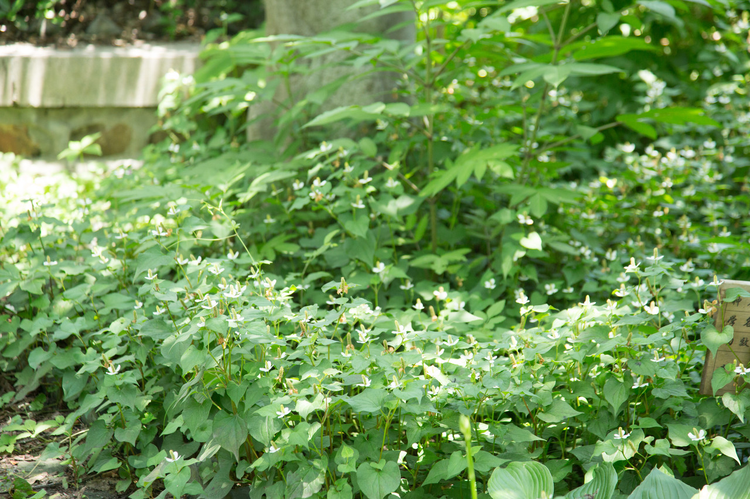 蕺菜
