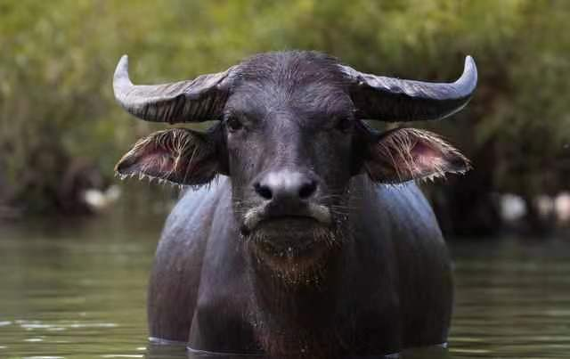 水牛