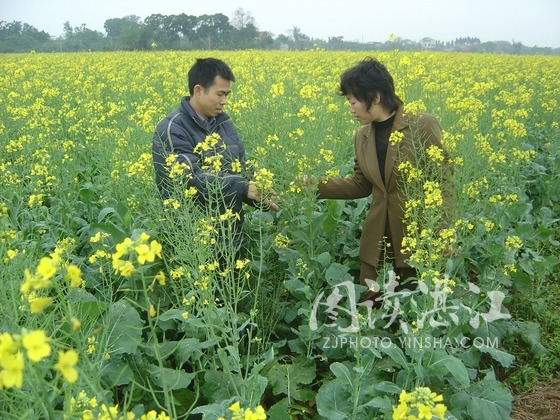 甘蓝型油菜