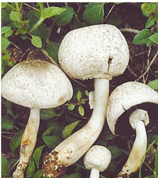 赭鳞蘑菇