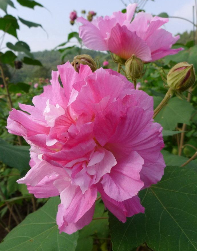 花