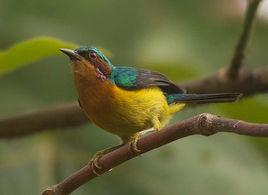 紫颊直嘴太阳鸟