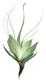 忘忧花园