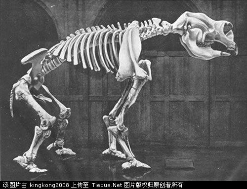 巨型袋鼠