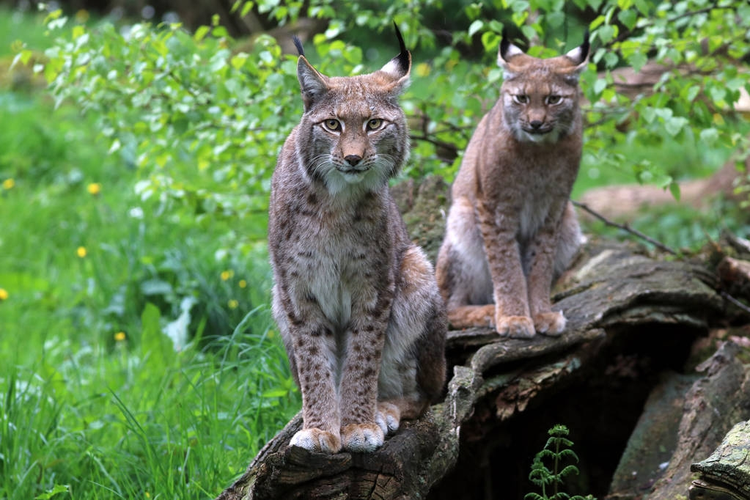 自然背景的成年猞猁猫特写closeup of adult Lynx cats on nature background.jpeg