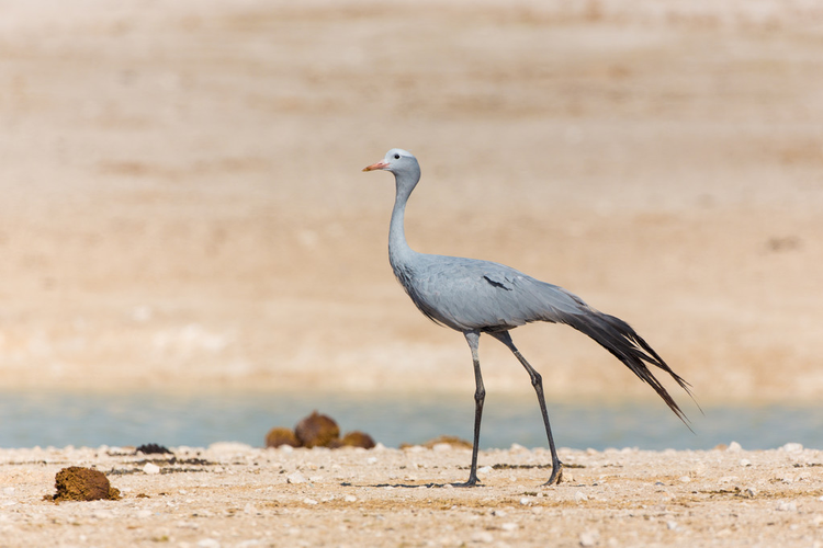 蓝鹤行走在纳米比亚埃托沙Blue Crane walking Etosha Namibia