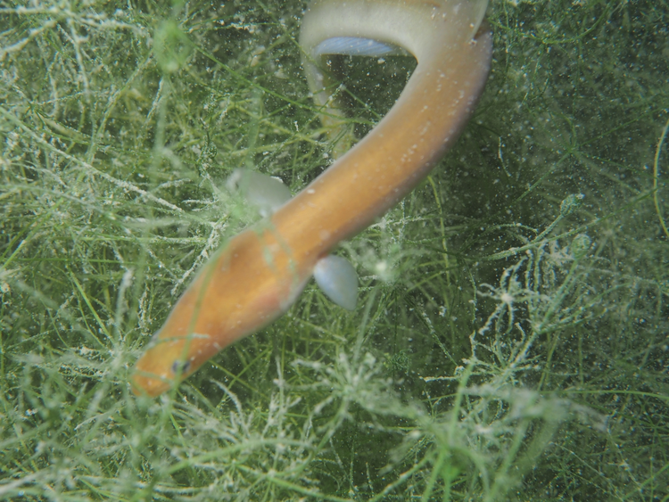 鳗鲡属
