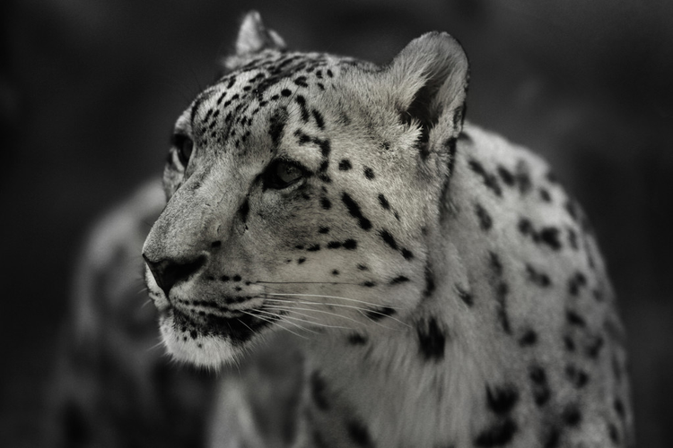 雪豹Snow leopard.jpeg