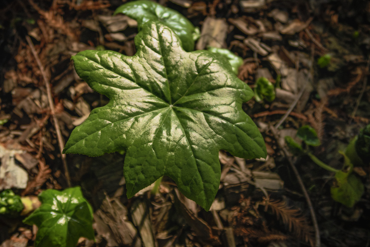 植物，八角莲