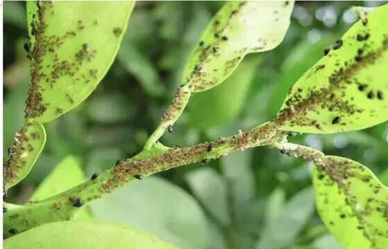 柑橘属植物图片