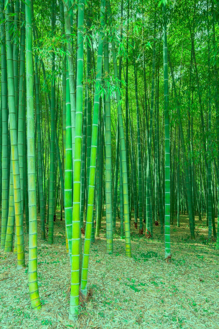 背景素材绿竹林竹子竹杆