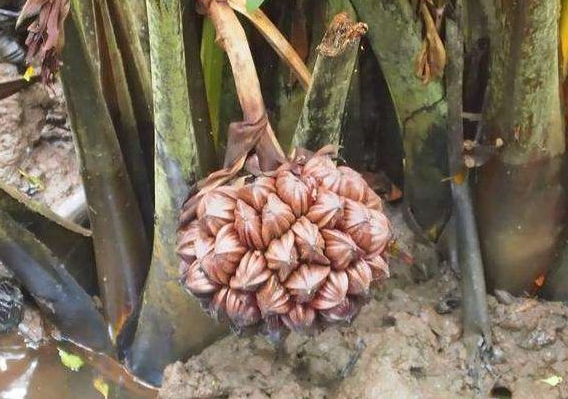 水椰