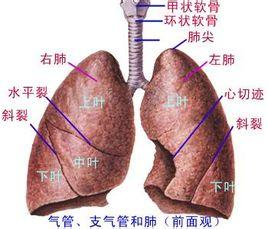 肺隔离症