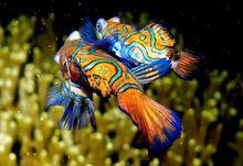 海洋蓝精灵