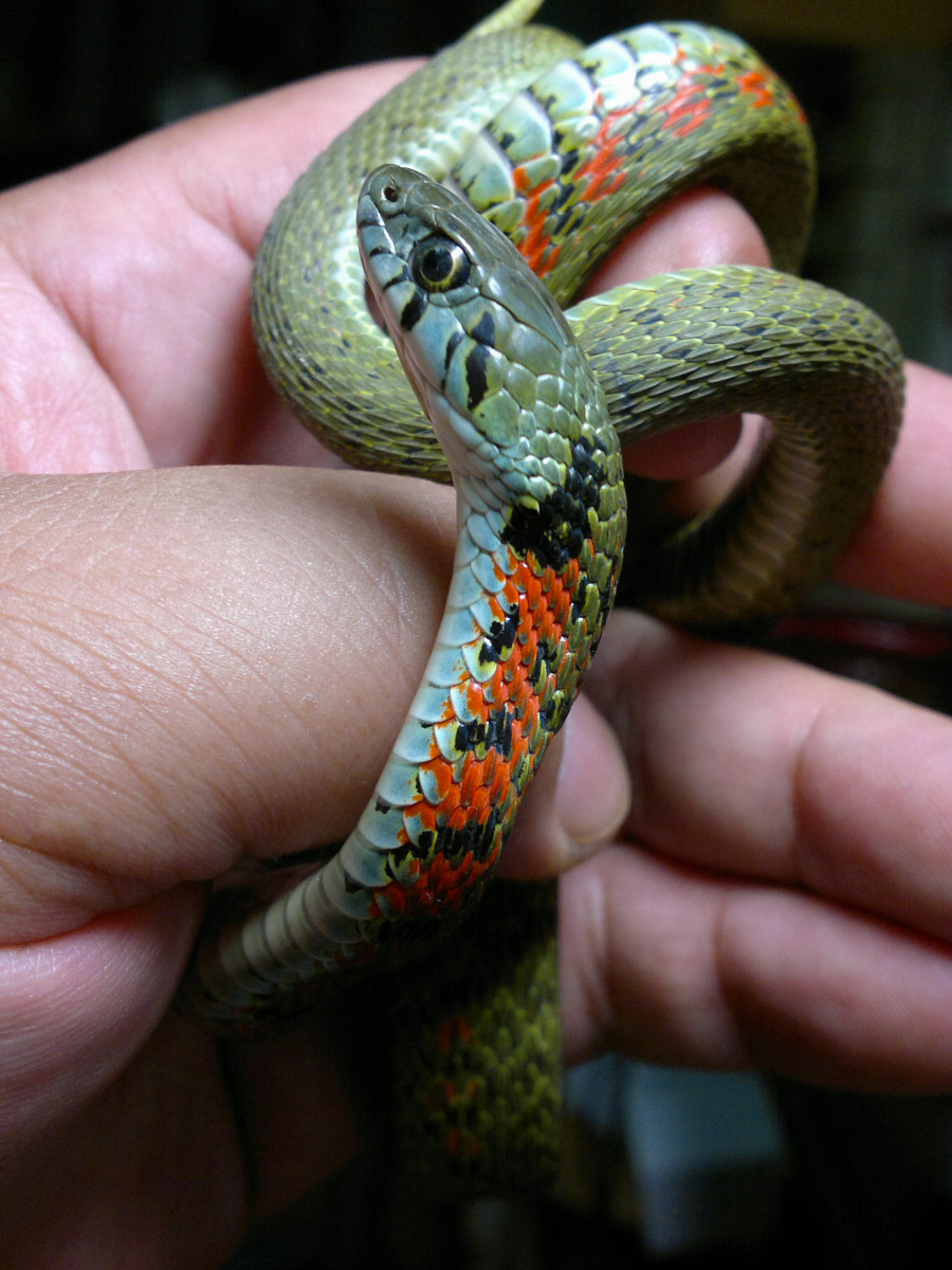 宠物蛇
