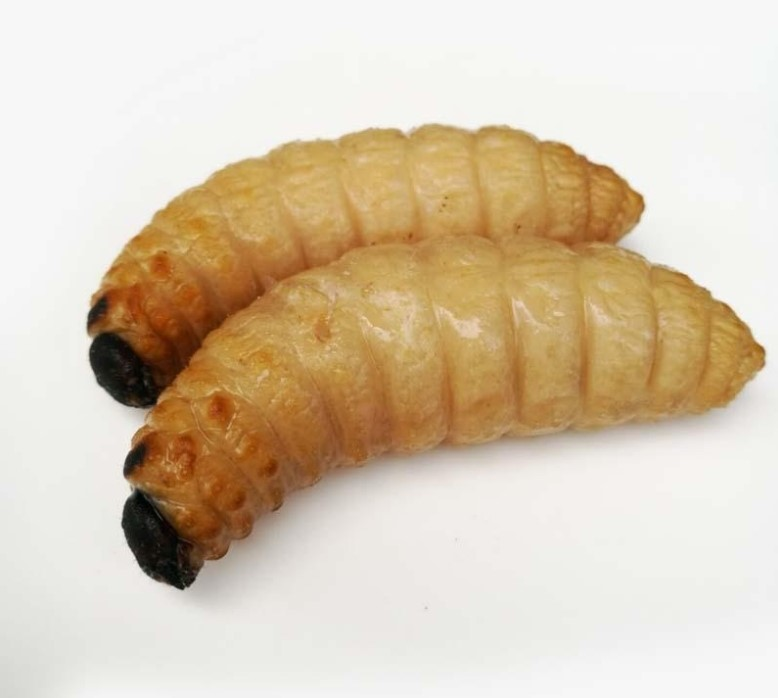 竹虫