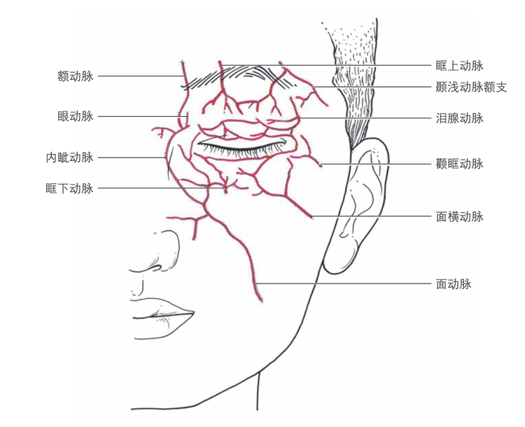 眼睑