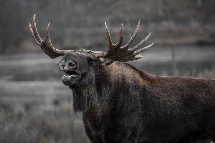 large_moose_2.jpg