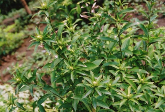 苍术