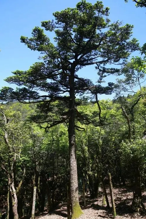 百山祖冷杉