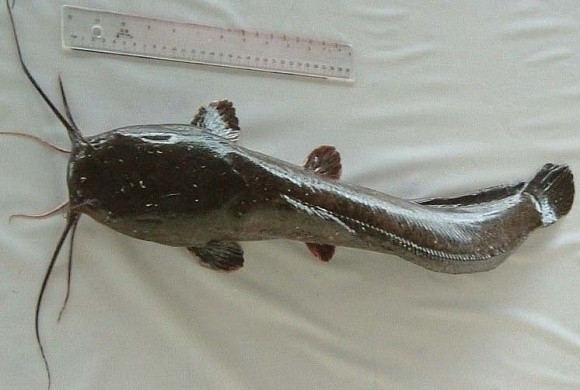 胡子鲶
