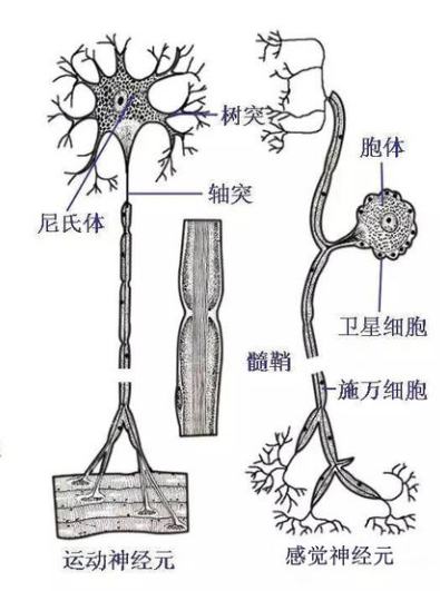神经生物学