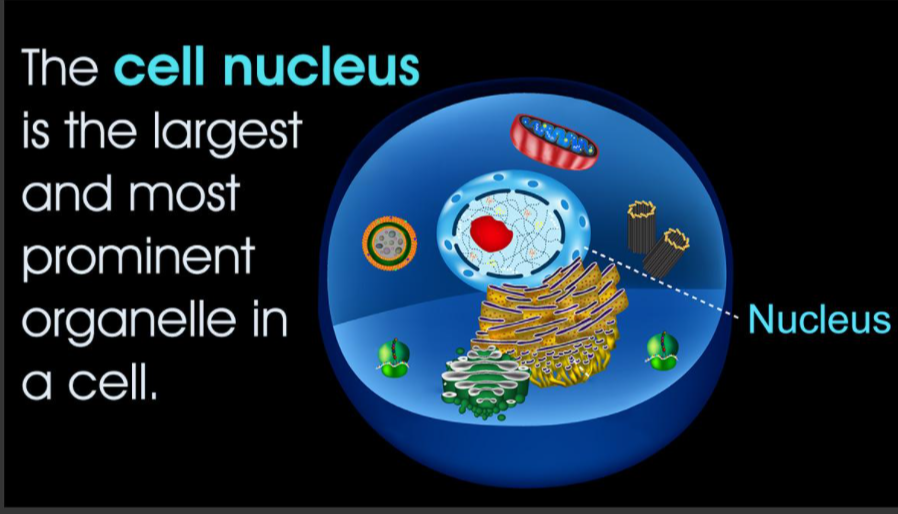nucleus