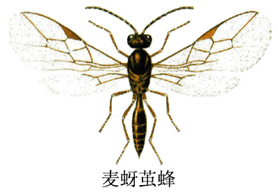 麦蚜茧蜂