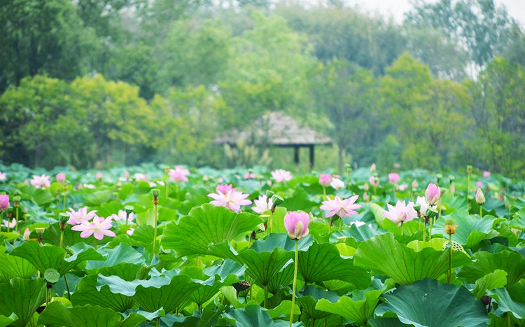 洪泽湖湿地景区