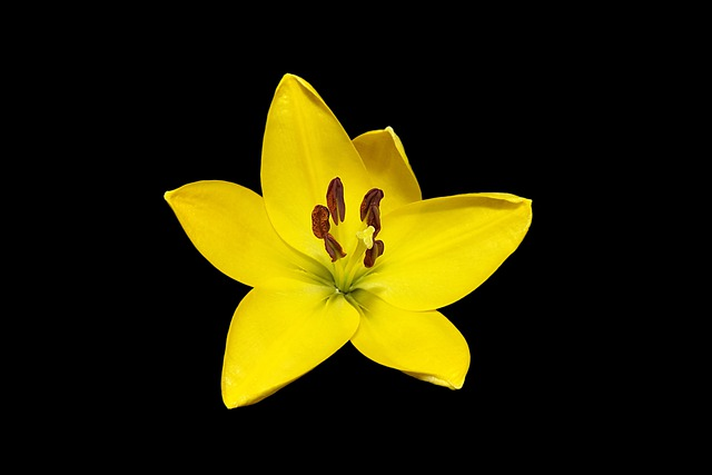 flower-gebfdd8d14_640.jpg