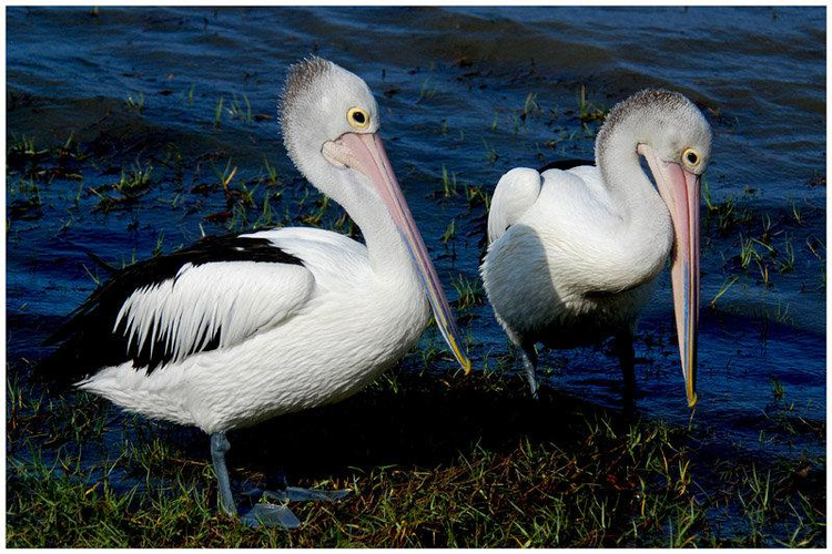 澳大利亚鹈鹕（图册1）