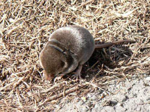 纹背鼩鼱指名亚种