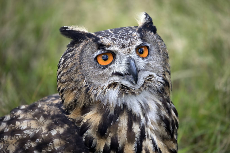 可爱的谷仓猫头鹰Cute Barn owl.jpeg