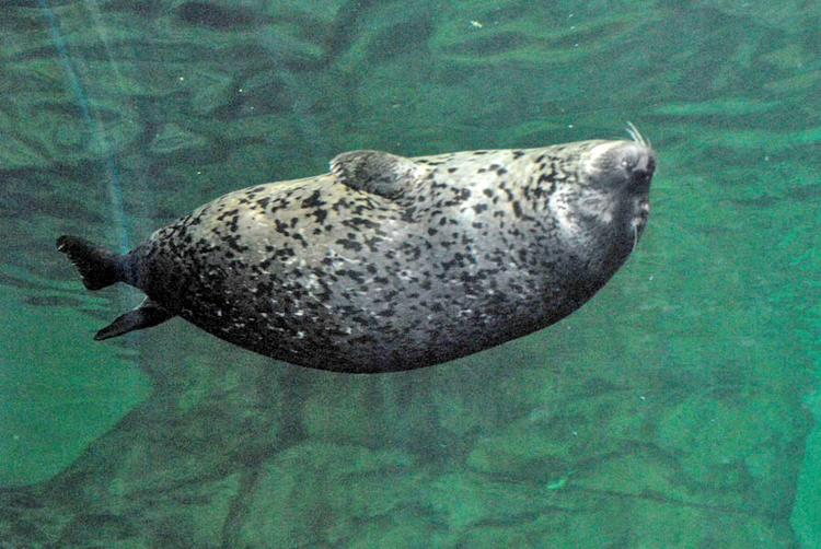 上海海洋水族馆
