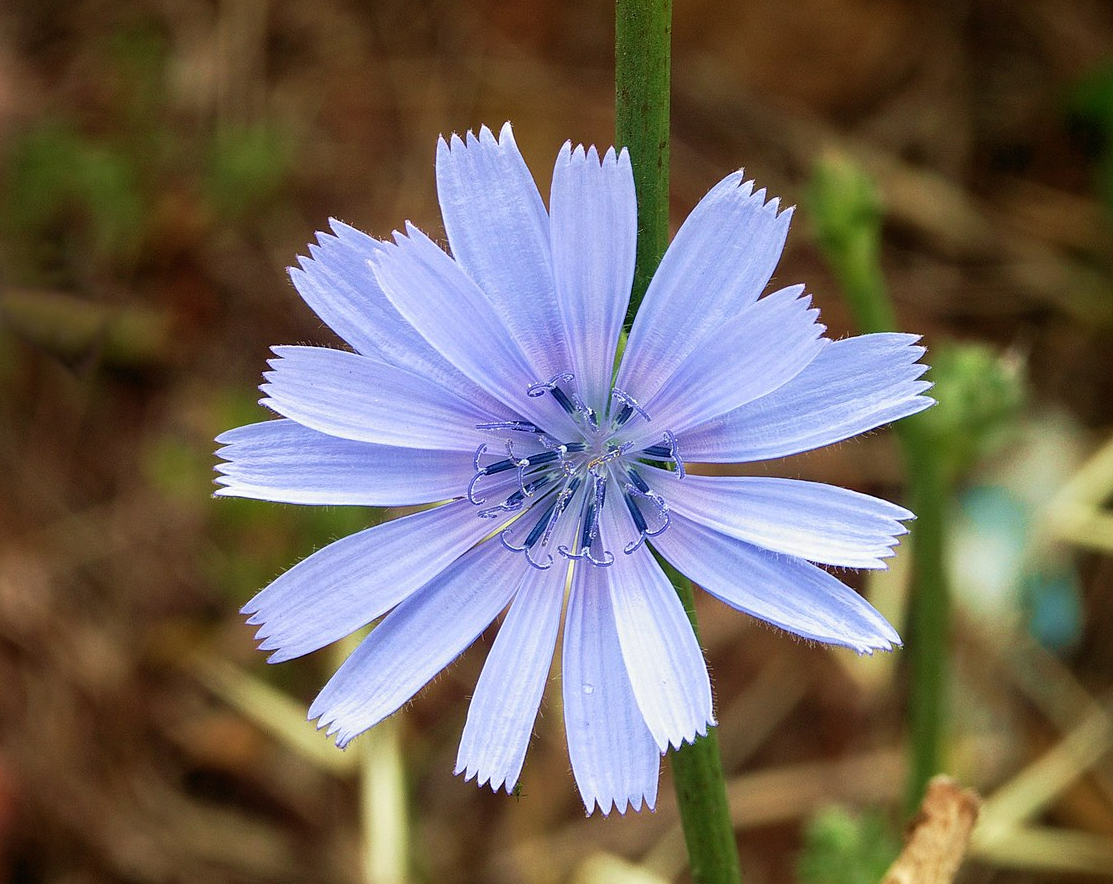 菊苣