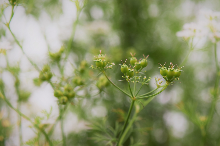 芫荽
