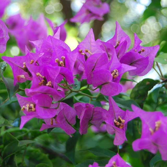 叶子花属