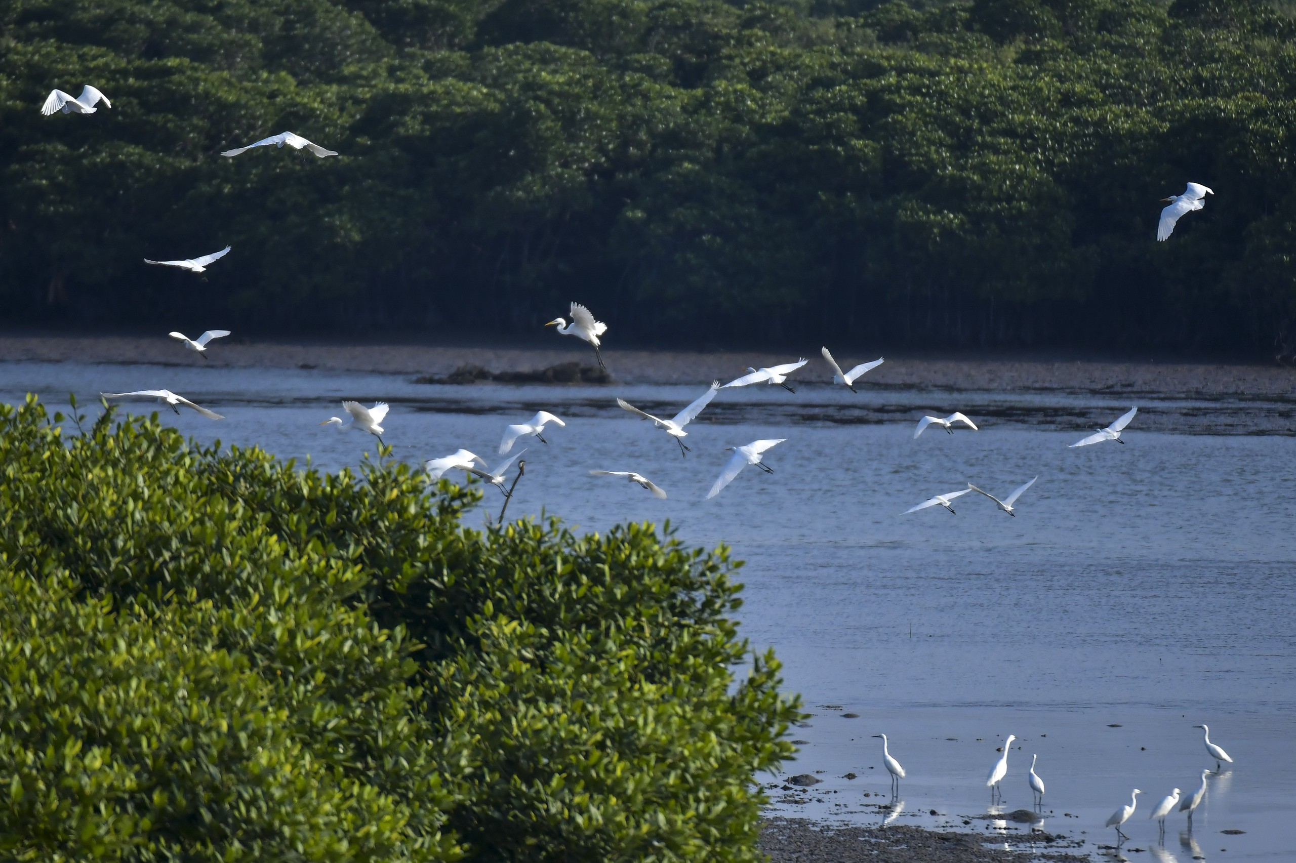 海南东寨港国家级自然保护区