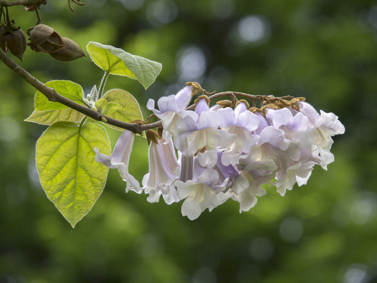泡桐Paulownia tomentosa