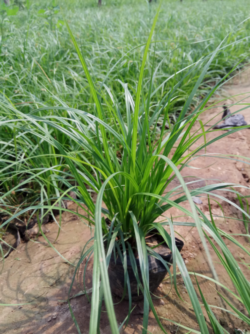 青绿苔草