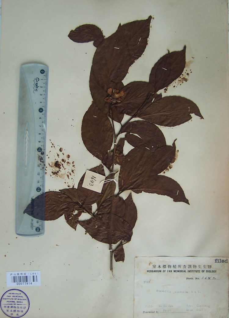 紫茎