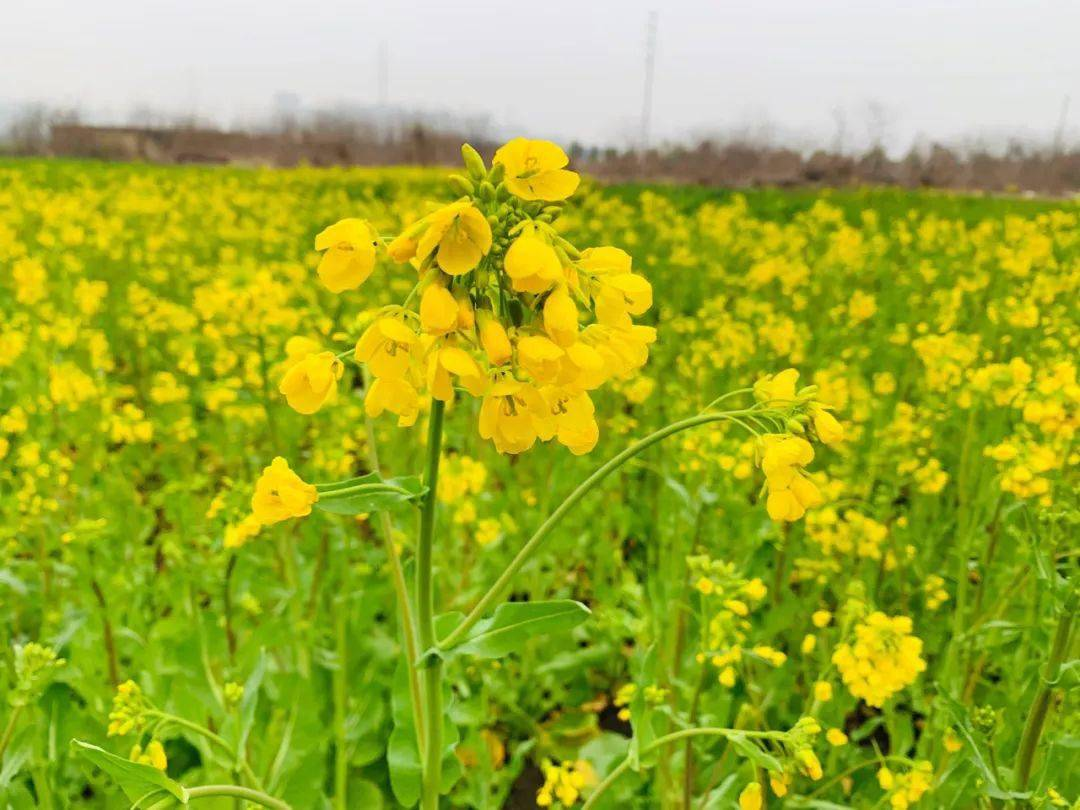 芸薹